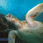sea turtle