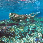 snorkelling with coral