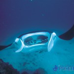 diving with manta ray