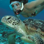 snorkelling with turtle