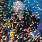 diving school of fish