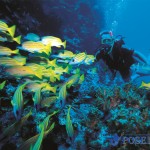 diver with school of fish